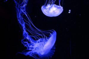 Aquarium-Leuchten